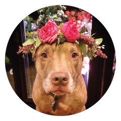 Sweetpea's - Stuff on Scout's Head, Floral Crown