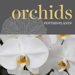 Sweetpea's Toronto's Best Florist - Orchids