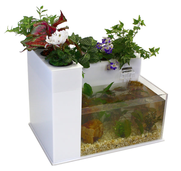 Fin to Flower Tabletop Aquaponic Aqauarium System C – Fin ...