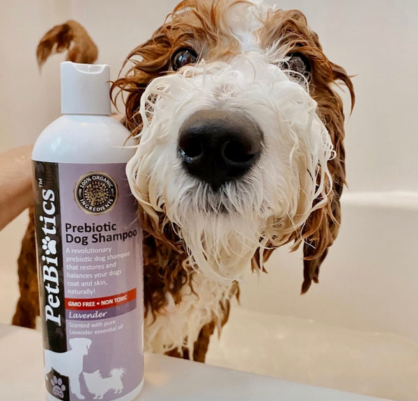 wet dog after a bath with lavender dog shampoo