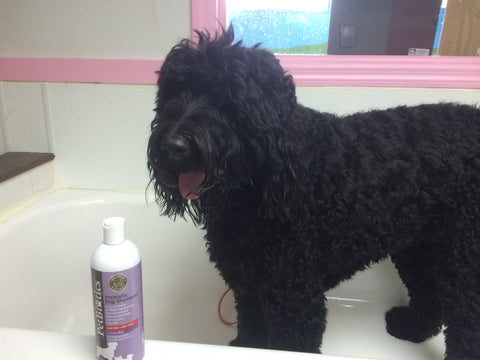 Mia with Petbiotics Prebiotic Lavender Dog Shampoo