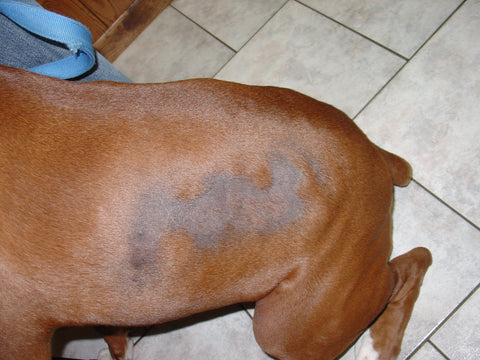 dog with seasonal alopecia