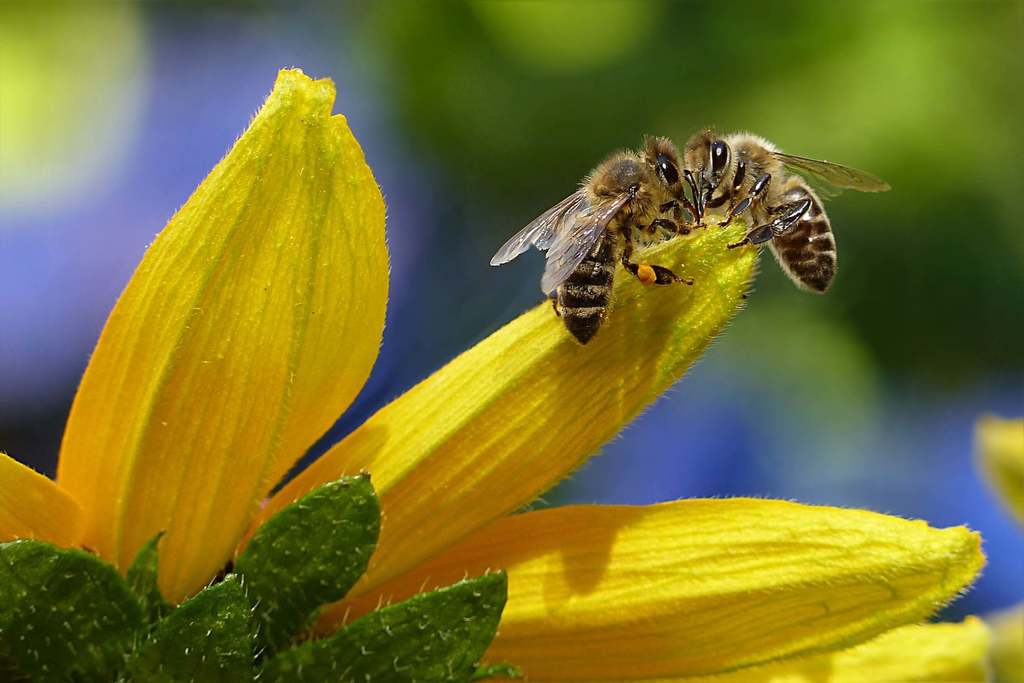 bees pollinating a flower and making beeswax for skin