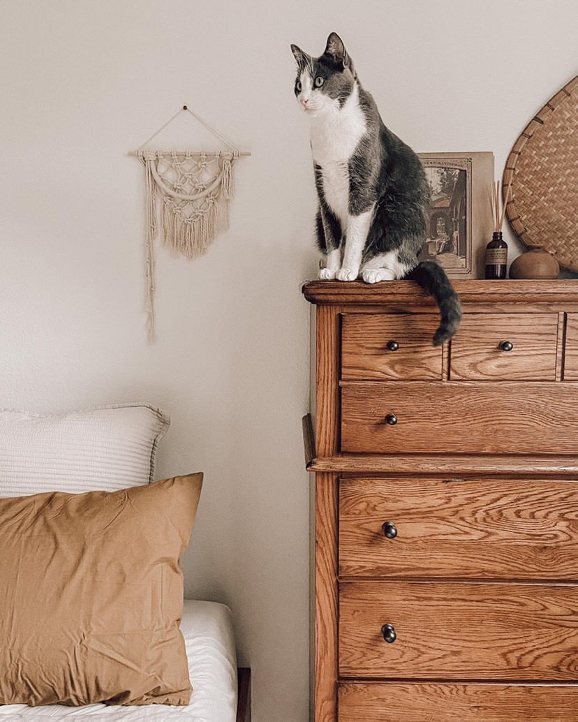 Cat next to a macramé wall hanging