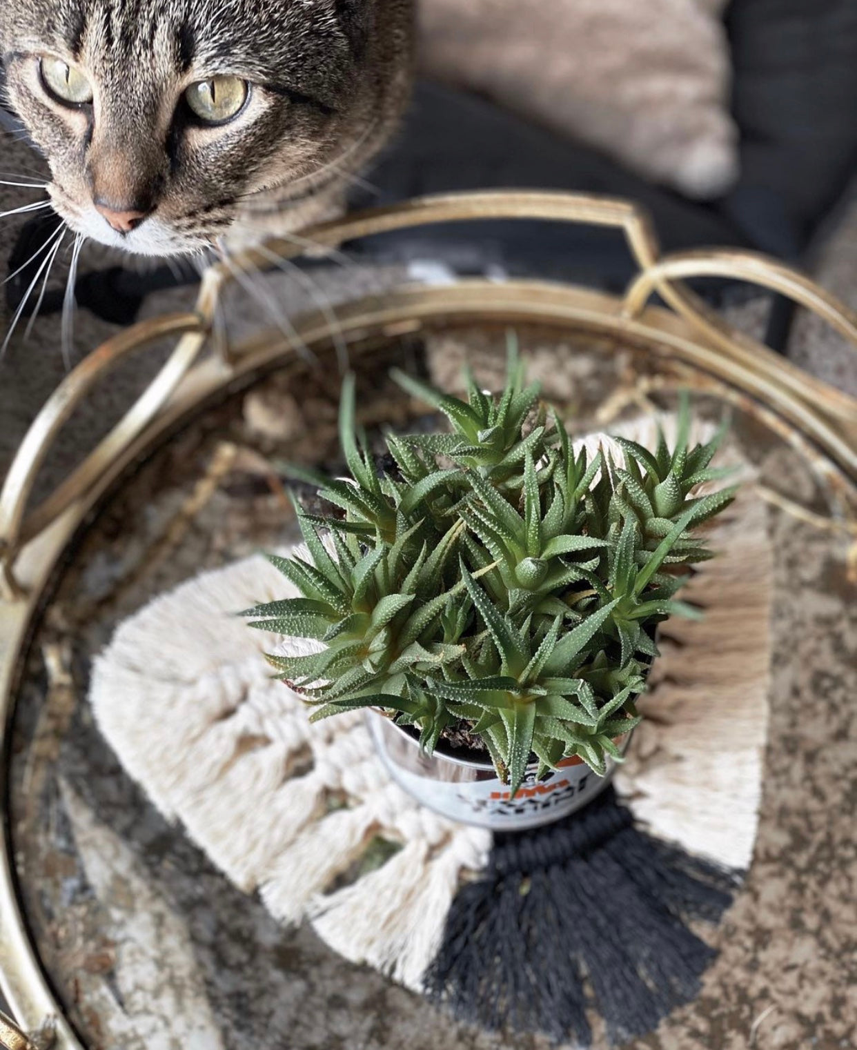 Bob the Cat with a macramé coaster and plant