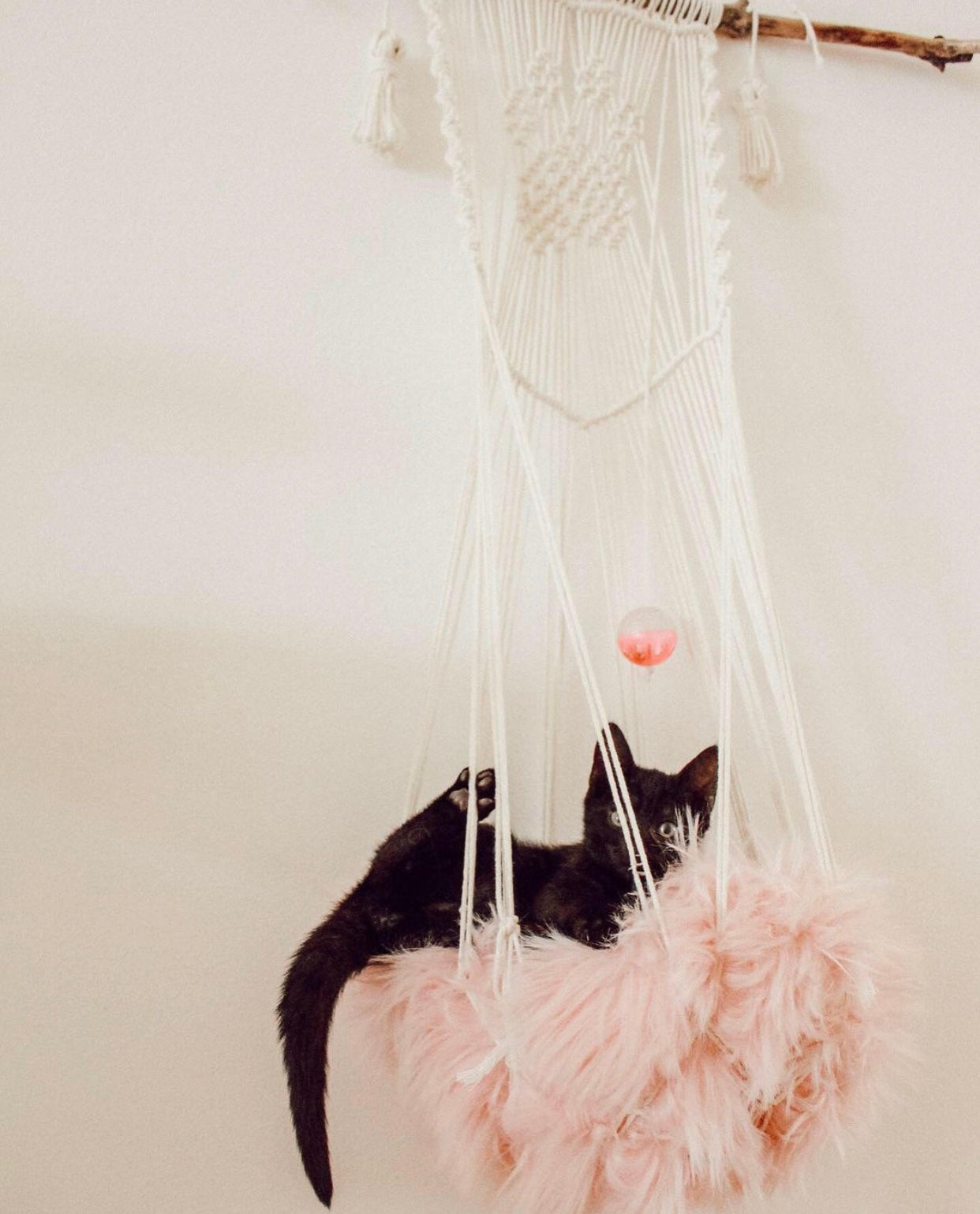 Black cat in a macramé hanger