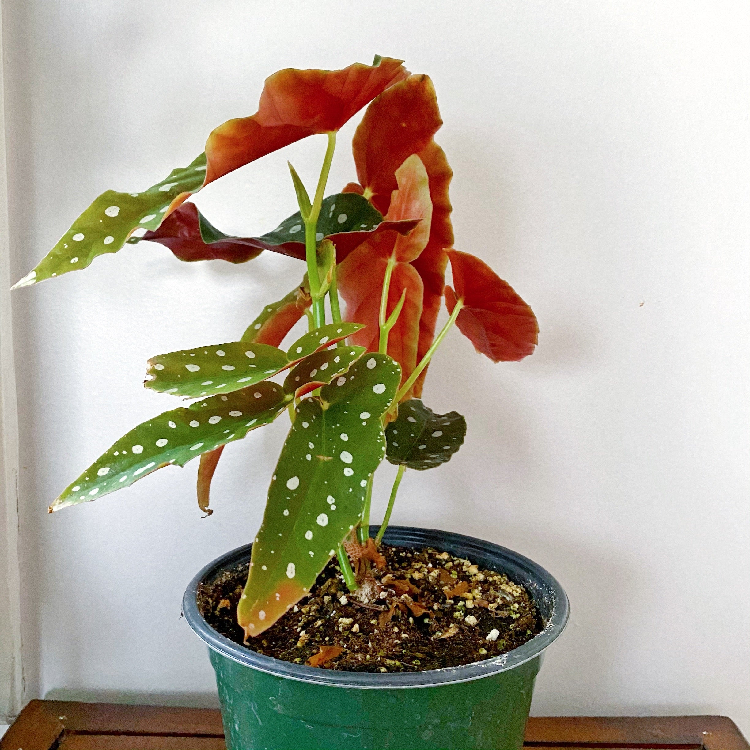 Polka Dot Begonia – nVi Garden