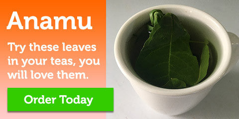 Get Anamu & say goodbye to Mosquito Bites