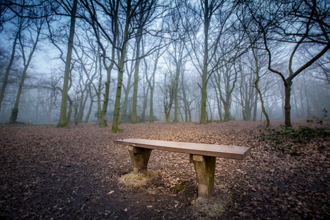 bench placed in the middle of a forest