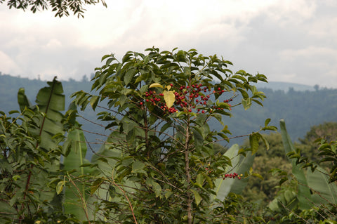 illy coffee cultivation india ethiopia coffee tree