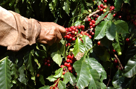 coffee harvest illy coffee picking manual picking