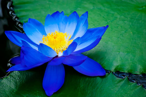 blue lotus uses