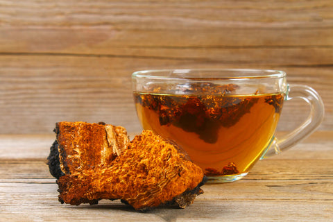 chaga medicinal mushroom