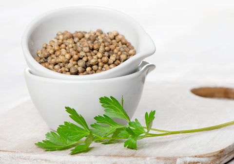 cilantro and coriander