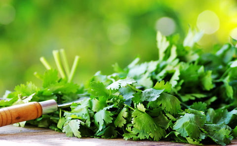 cilantro leaves