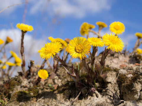 coltsfoot