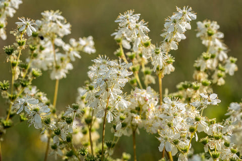 meadowsweet flowers