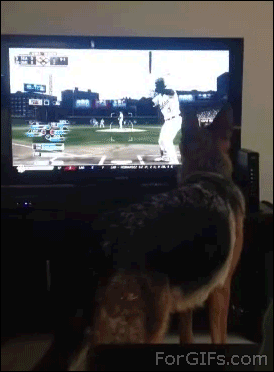 Fresh Pawz X MLB Chicago Cubs Dog Leash, Large