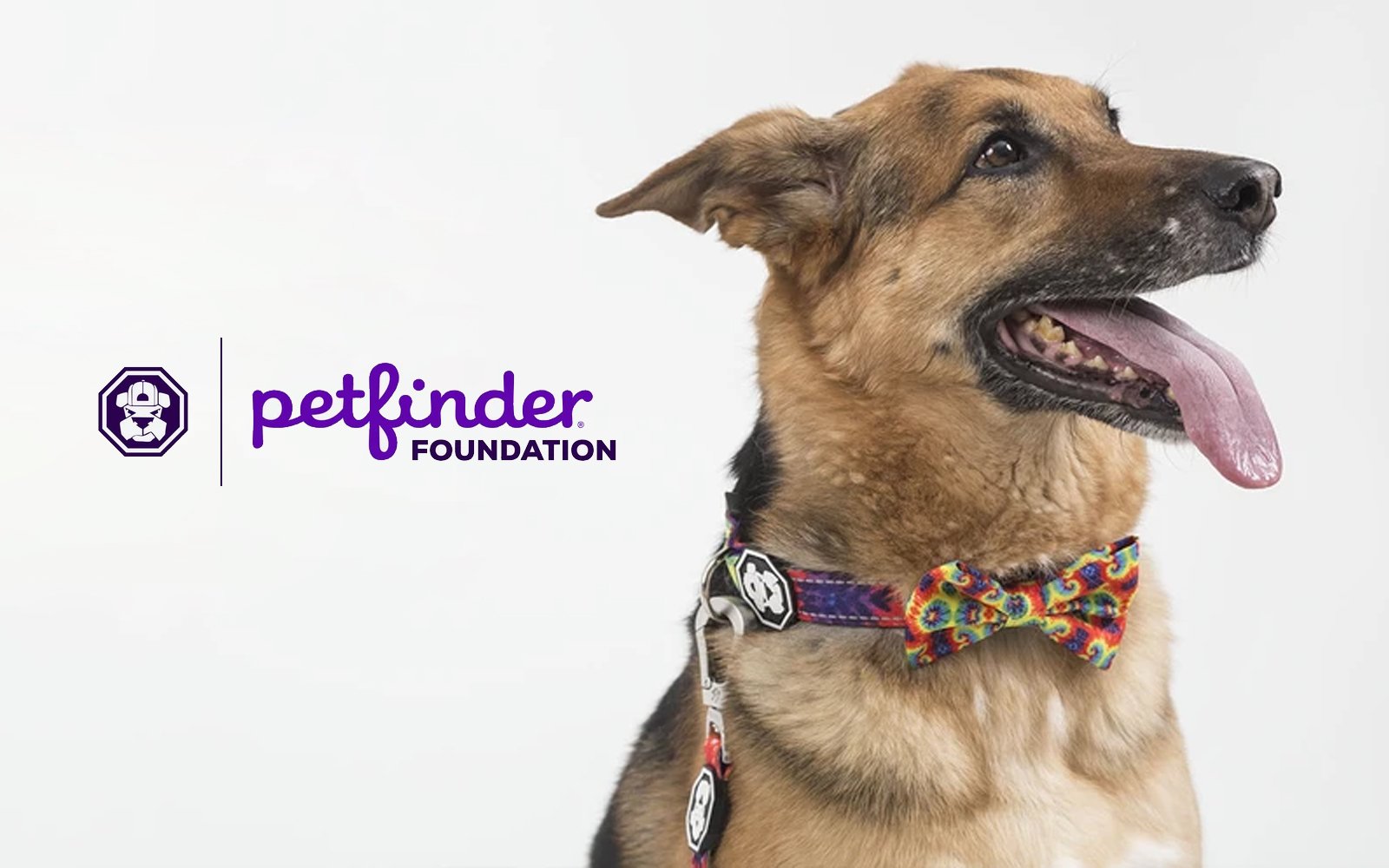 Pet Finder logo