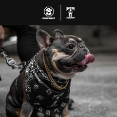 Freshpawz streetwear album cover