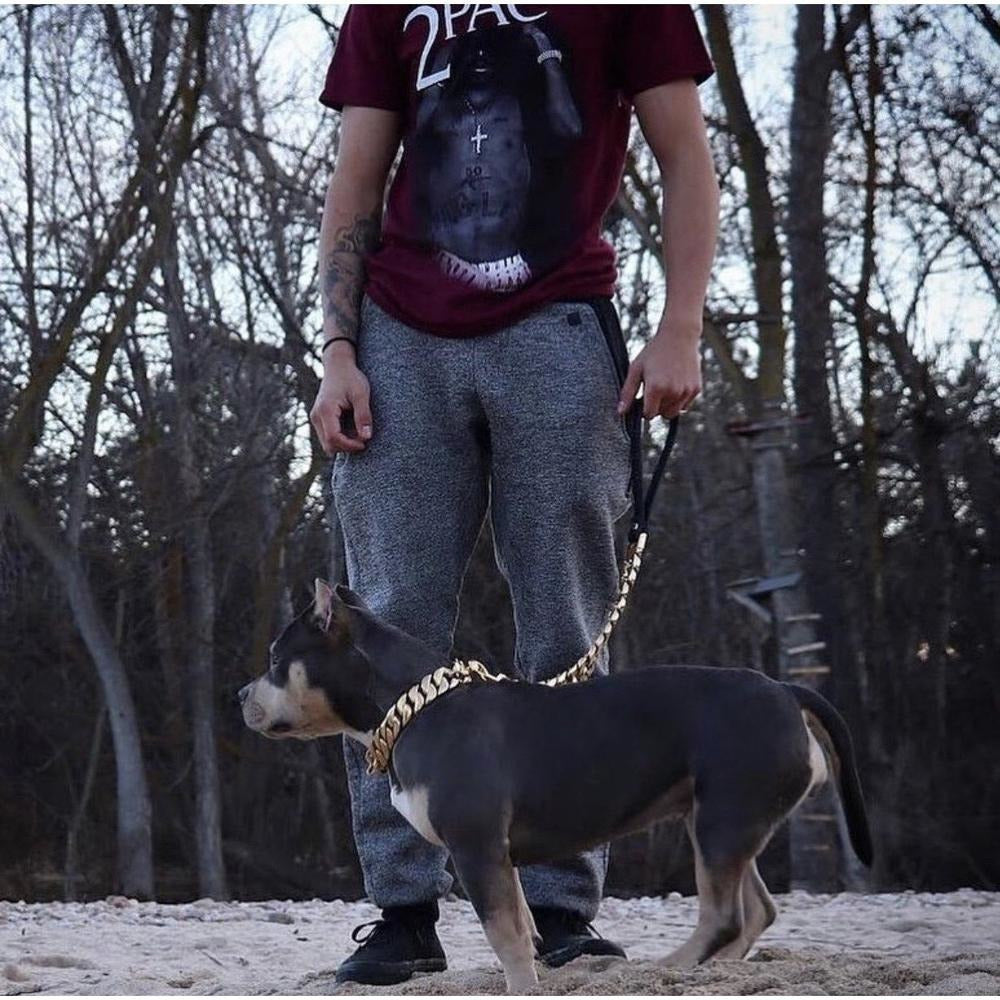 chain leashes for big dogs