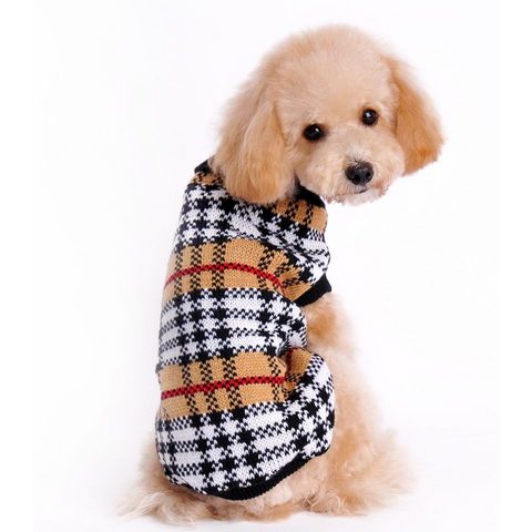 why do dogs love wearing clothes