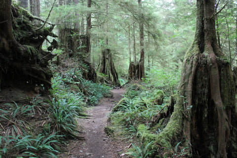 Cape Scott Trail