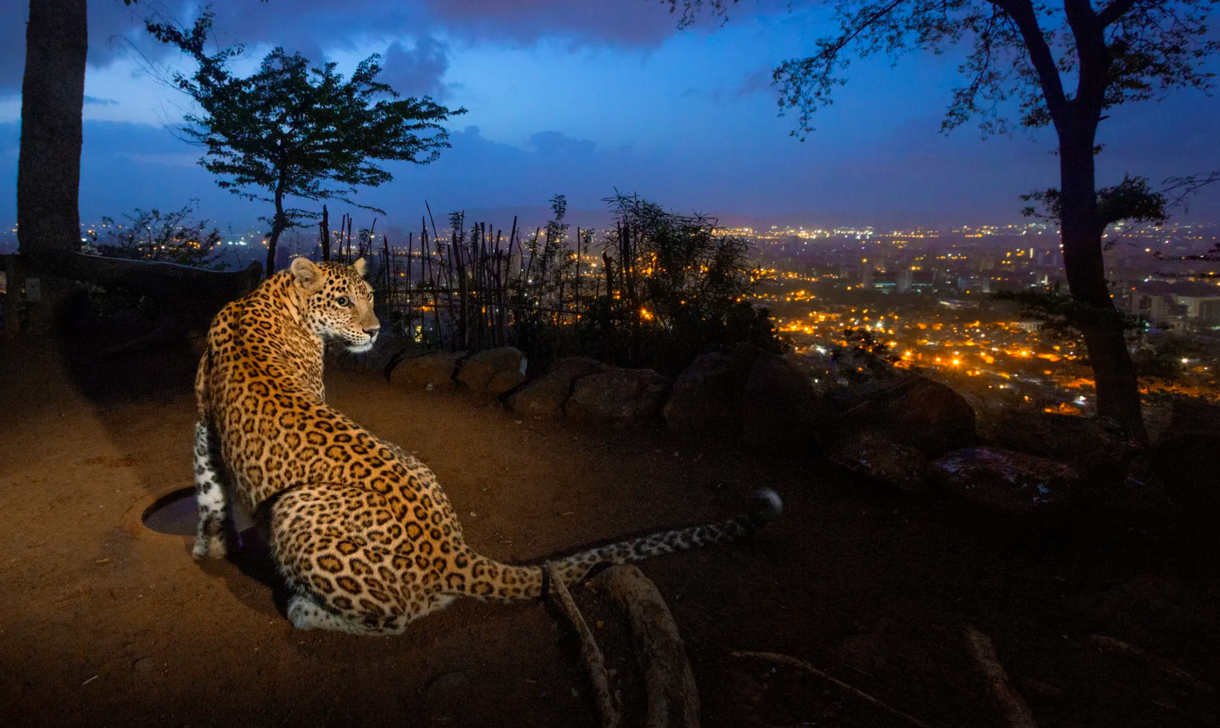 sanjay ghandi park mumbai leopard