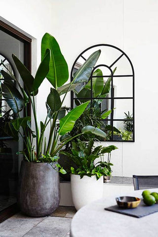 Plants at the corner of a living space