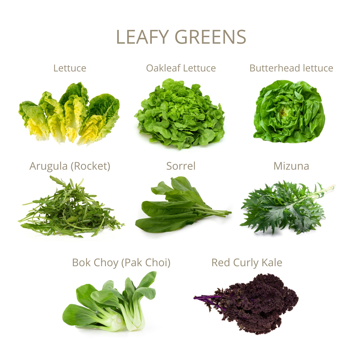 Seedpod Bouquet Selection 'Leafy Greens' - Natufia