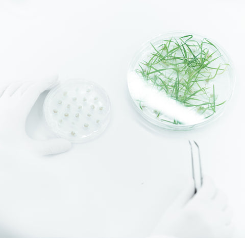 Scientist Using Plant-Based Ingredients to Formulate BIOEFFECT EGF Skincare