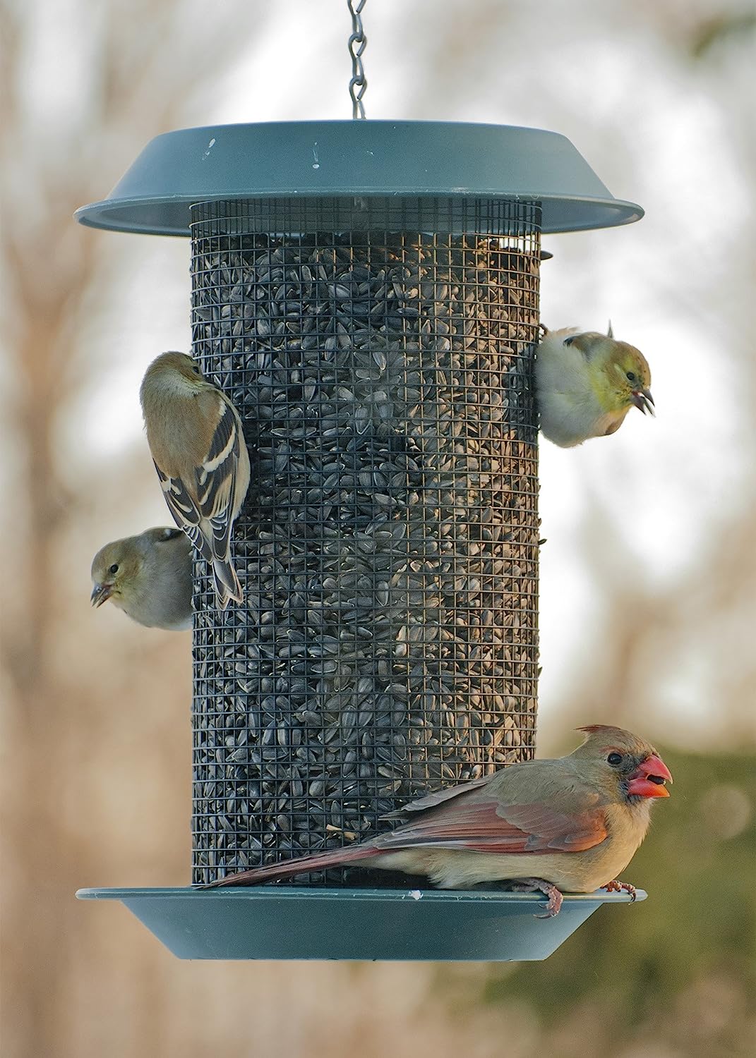 DIY Decorative Bird Seed Storage  Bird seed storage, Seed storage, Bird  seed