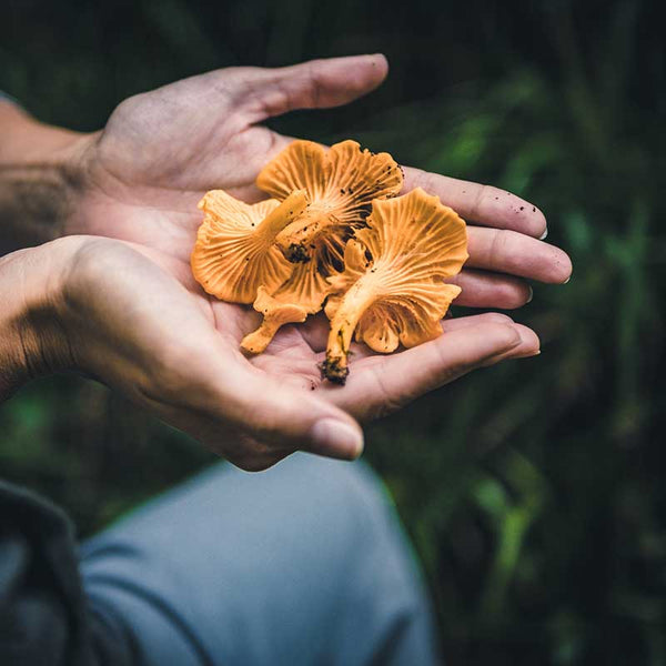 Edible Mushrooms