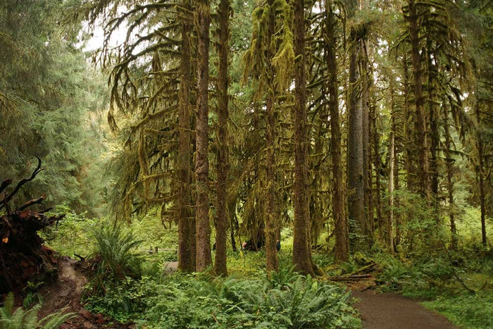 Hoh River