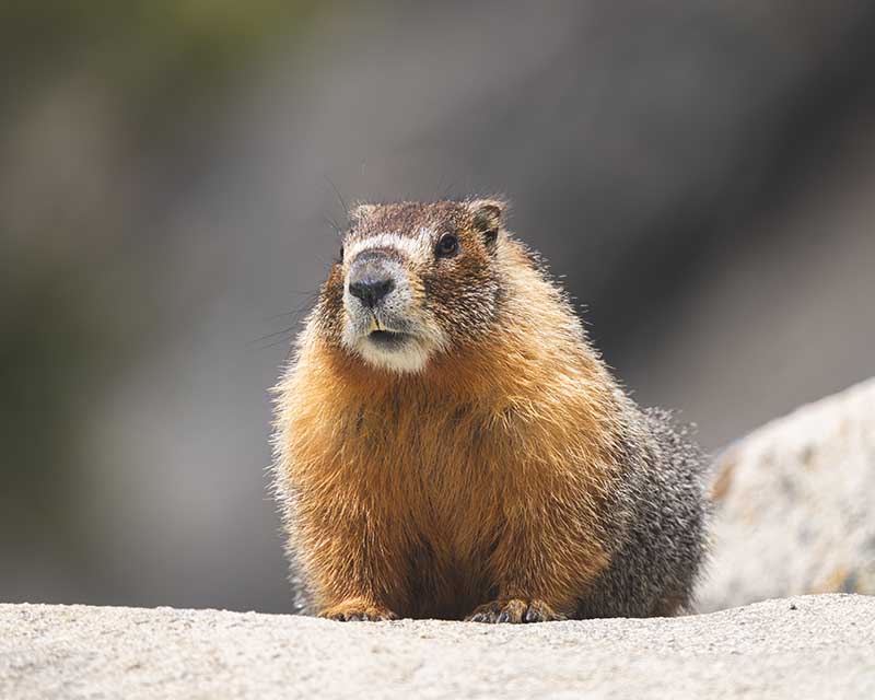 Marmot