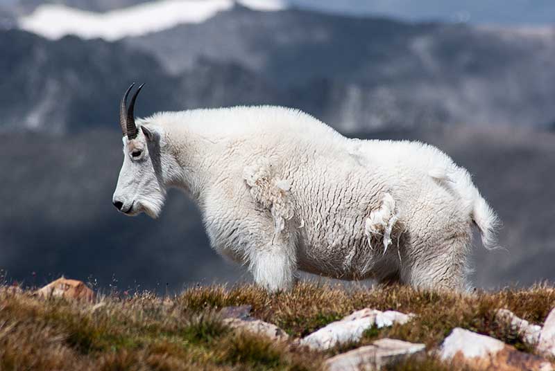 Mountain Goat