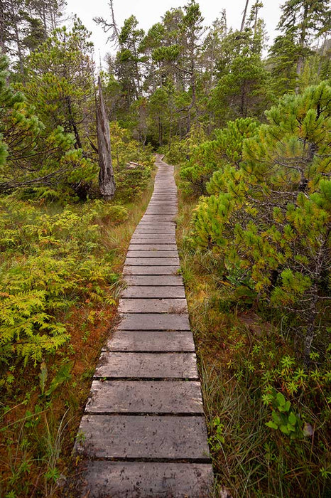 North Coast Trail Boardwalk