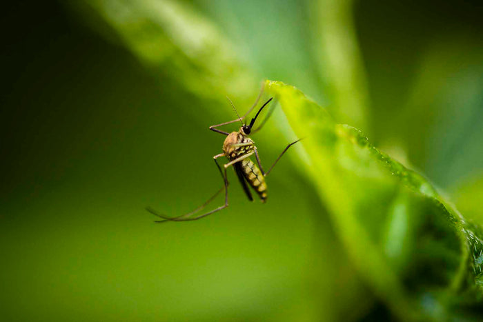 Keeping Insects and Pests Away on the Trail