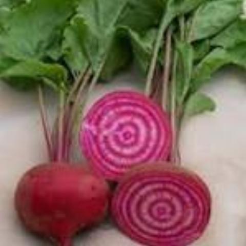 Beet Chioggia Siskiyou Seeds