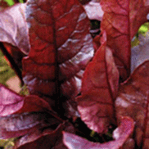 bulls blood beet seedlings