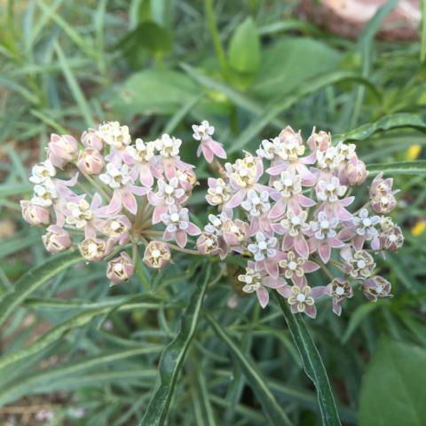 Milkweed Siskiyou Seeds