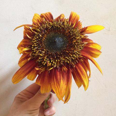 tigers eye sunflower