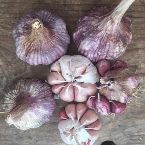 Squash  Siskiyou Seeds