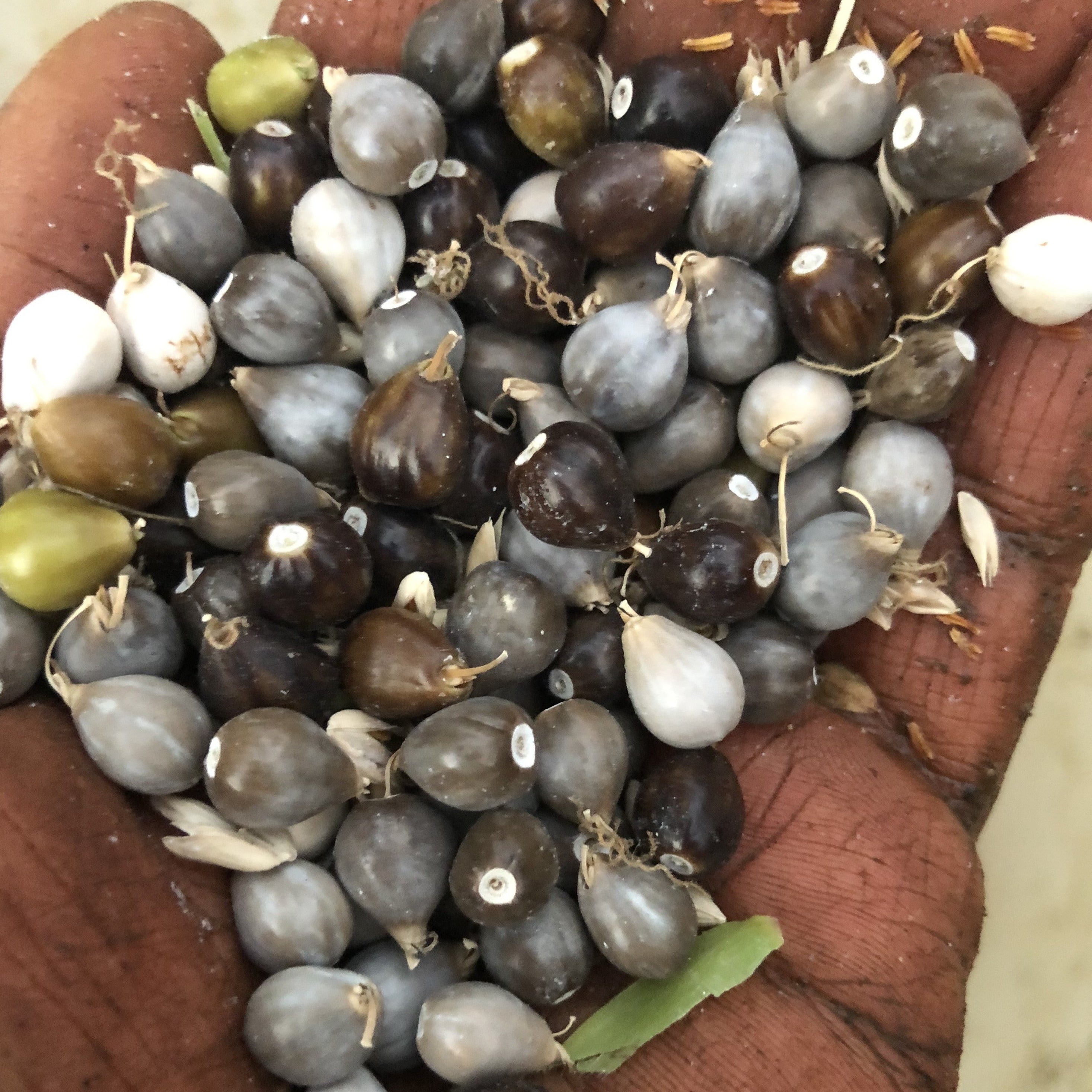 Barley, Job's Tears, Chinese Pearl Siskiyou Seeds