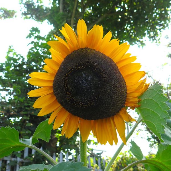 Download Sunflower Black Dye Siskiyou Seeds