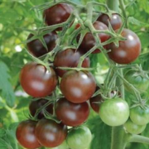 purple cherry tomatoes