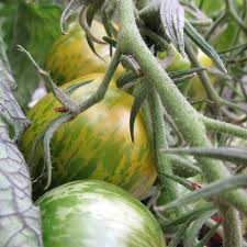 green zebra tomato ph