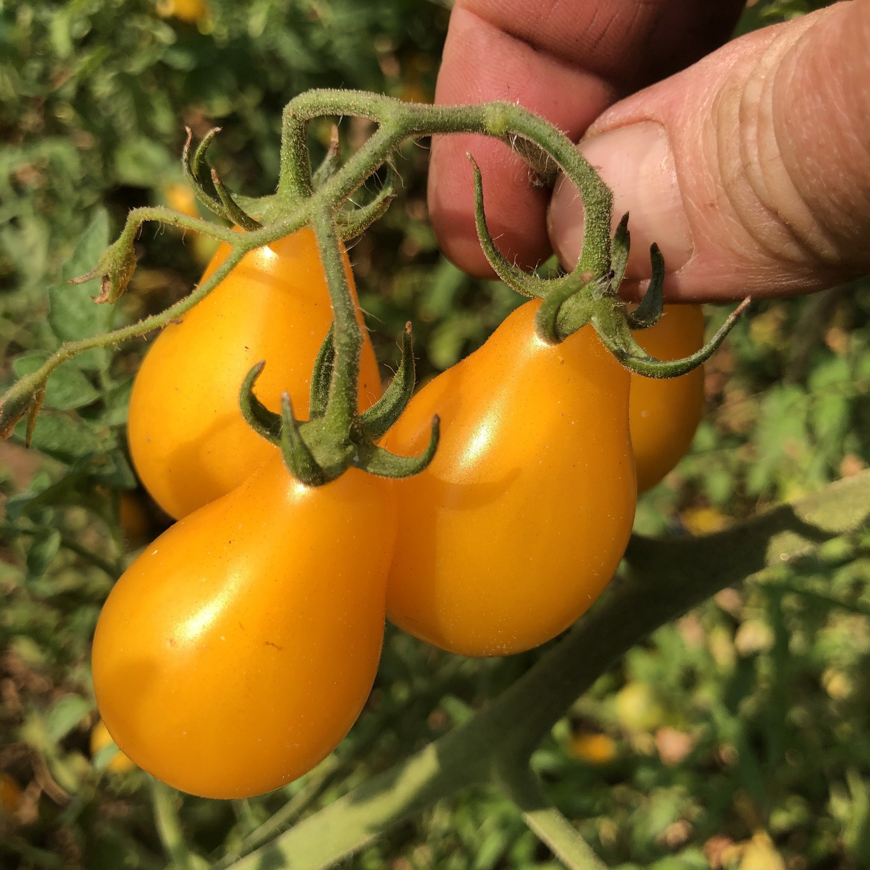 Organic Non Gmo Heirloom Tomato Cherry Siskiyou Seeds