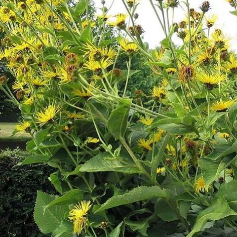 elecampane inula medicinal herbs helenium plant helios