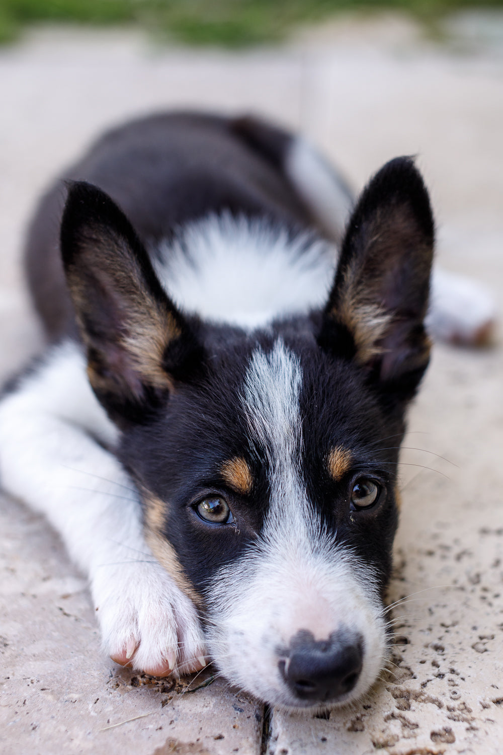 border collie x kelpie x cattle dog